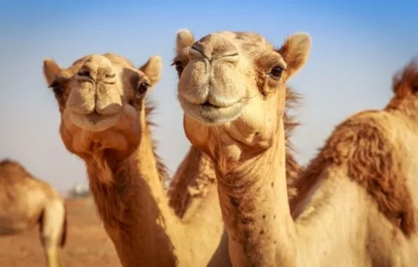 Camel Park Camel Oase Dunas de Maspalomas