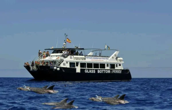 ¡Garantía! Búsqueda de delfines y ballenas